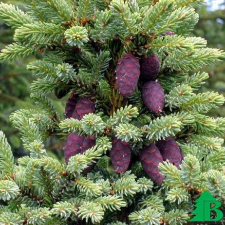 Ель черная (Picea mariana)