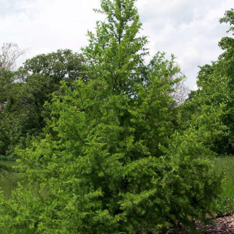 Лиственница сибирская (Larix sibirica)