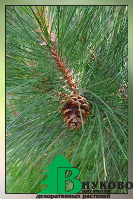 Сосна красная/смолистая (Pinus resinosa)