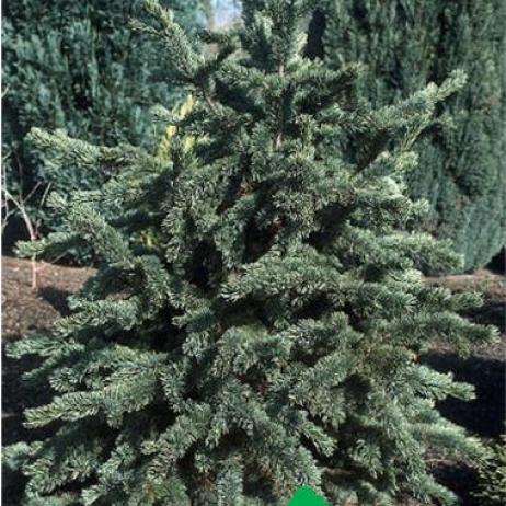 Сосна остистая (Pinus aristata)