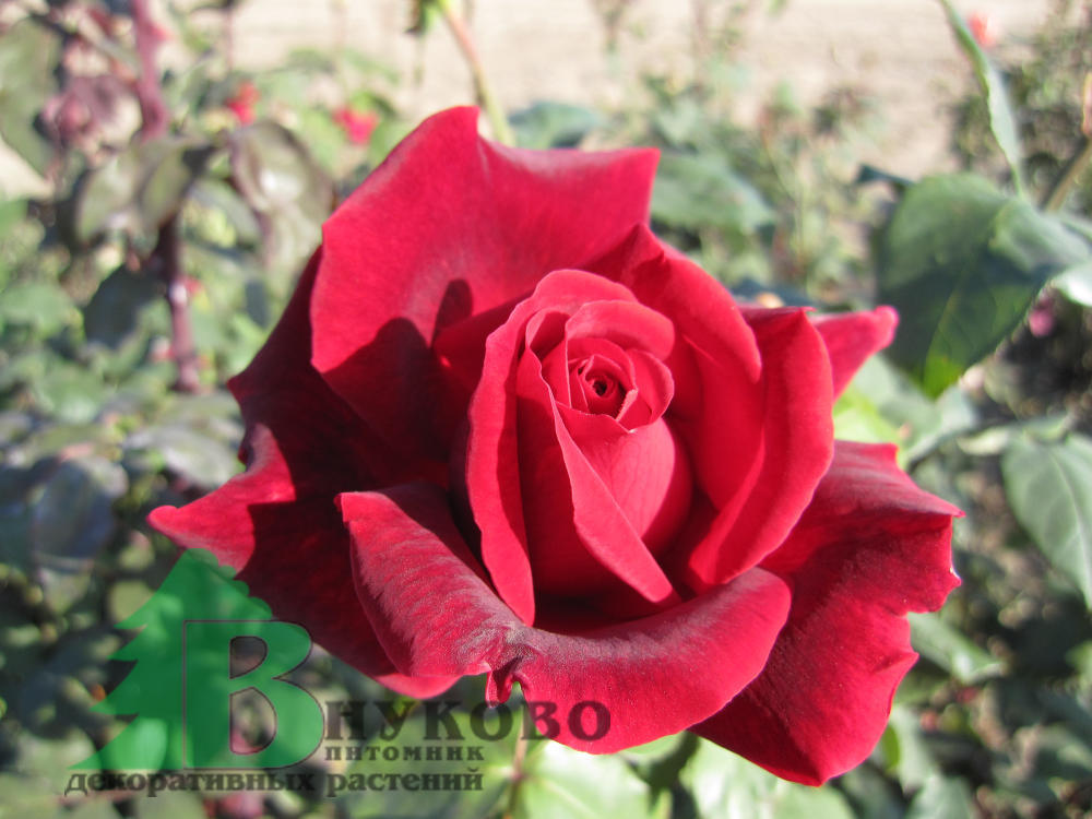 Роза "Мистер Линкольн" (Rose Mr Lincoln) - Розы чайногибридные (Каталог чайно гибридных роз