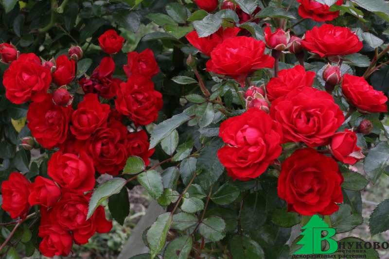 Роза "Ред Фейри" (Rose Red Fairy) - Розы почвопокровные (Каталог почвопокровных роз)- Розы - Каталог - Pitomnic.com