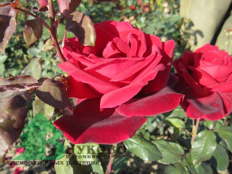 Роза "Мистер Линкольн" (Rose Mr Lincoln) - Розы чайногибридные (Каталог чайно гибридных роз