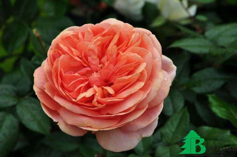 Роза "Чиппендейл" Taн97159 (Rosa CHIPPENDALE 'Tan97159') - Розы чайногибридные (Каталог чайно гибридных роз