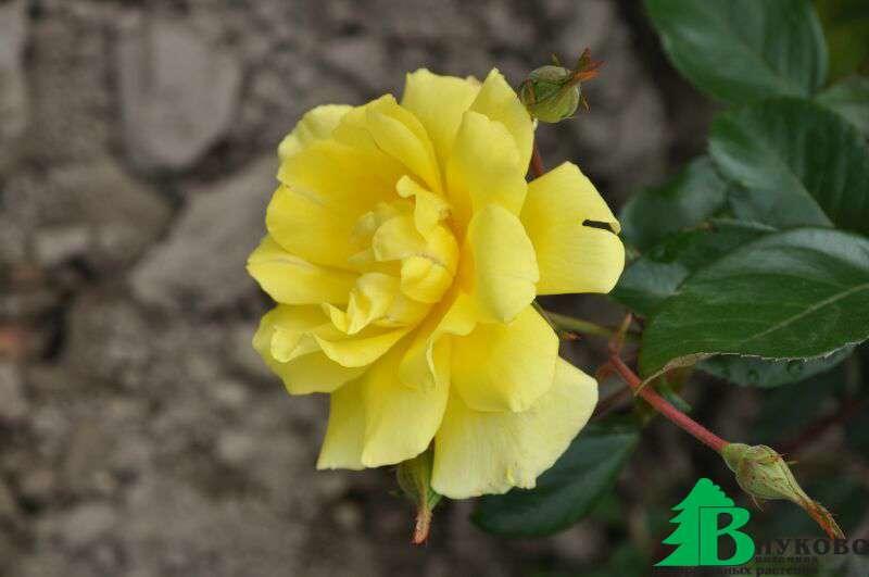 Роза "Голден Шауэрс" (Rose Golden Showers) - Розы плетистые (Каталог плетистых роз) - Розы - Каталог - Pitomnic.com