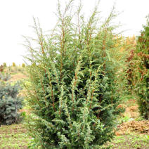 Можжевельник обыкновенный "Хиберника" (Jniperus communis Hibernika)
