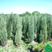 Можжевельник скальный "Блю Арроу" (Jniperus scopulorum Blue Arrow)