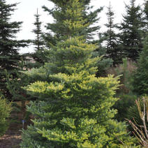 Пихта корейская "Аурея" (Abies koreana Aurea)