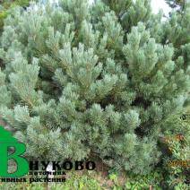 Сосна обыкновенная "Ватерери" (Pinus sylvestris Watereri)