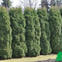 Туя западная Колумна (Thuja occidentalis Columna)