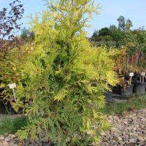 Туя западная Еллоу Рибон (Thuja occidentalis Yellow Ribbon)