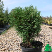 Туя западная "Хозери" (Thuja occidentalis Hoseri)