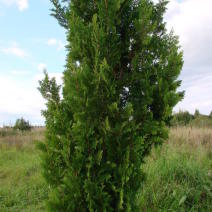 Туя западная "Спиралис" (Thuja occidentalis Spiralis)