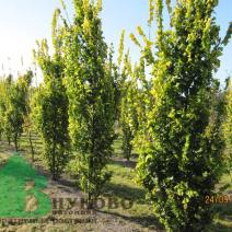 Вяз голландский "Вредеи" (Ulmus hollandica Wredei)