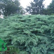 Можжевельник виргинский "Грей Оул" (Juniperus virginiana Grey Owl)