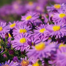 Астра кустарниковая "Блау Лагуне" (Aster dumosus Blaue Lagune)