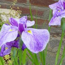 Ирис мечевидный "Активити" (Iris ensata Activity)