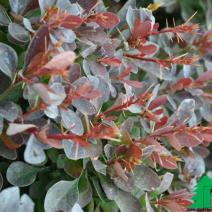 Барбарис тунберга "Ред Пилар" (Breberis thunbergii Red Pillar)