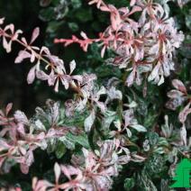 Барбарис тунберга "Пинк Атракшн" (Breberis thunbergii Pink Attraction)