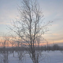 Береза плакучая "Фастигиата" (Betula pendula Fastigiata)