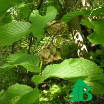 Вяз голый (Ulmus glabra)