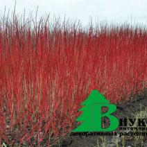 Дерен белый "Сибирика" (Cornus alba Sibirica)