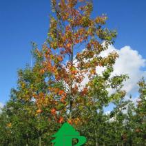 Дуб болотный (Quercus palustris)