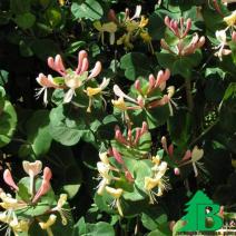 Жимолость каприфоль (Lonicera caprifolium)