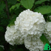 Калина обыкновенная "Розеум" (Viburnum opulus Roseum)