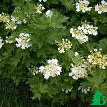 Калина обыкновенная "Компактум" (Viburnum opulus Compactum)