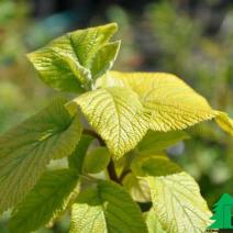 Калина гордовина "Аурея" (Viburnum lantana Aureum)