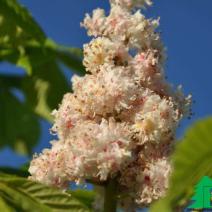 Каштан конский махровоцветковый "Баумани" (Aesculus hippocastanum Baumannii)