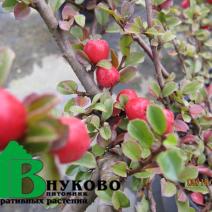 Кизильник горизонтальный (Cotoneaster horizontalis)