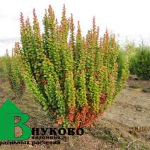 Барбарис тунберга "Эректа" (Berberis thunbergii Erecta)