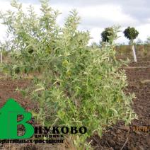 Лох узколистный (Elaeagnus angustifolia)