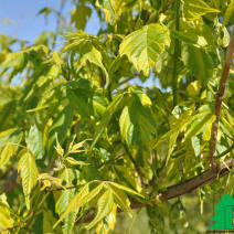 Клен ясенелистный "Вариегатум" (Acer negundo Variegatum)