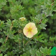 Лапчатка кустарниковая "Дэйдаун" (Potentilla Fruticosa Daydawn)