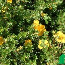 Лапчатка кустарниковая "Анетти" (Potentilla Fruticosa Annette)