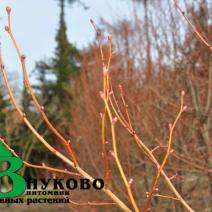 Липа мелколистная "Винтер Оранж" (Tilia cordata Winter Orange)