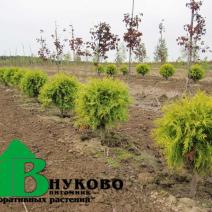 Туя западная "Голден Глобе" (Thuja occidentalis Golden Globe)