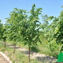 Липа мелколистная (Tilia cordata)