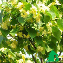 Липа мелколистная "Эректа" (Tilia cordata Erecta)