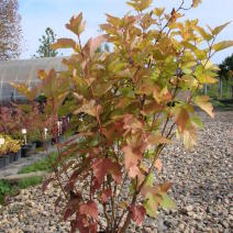 Пузыреплодник калинолистный "Лютеус" (Physocarpus opulifolius Luteus)