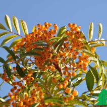 Рябина "Фланрок" (Sorbus Flanrock)