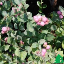 Снежноягодник доренбоза "Аметист" (Symphoricarpos doorenbosii Amethyst)