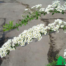 Спирея серая "Грефшейм" (Spiraea cinerea Grefsheim)