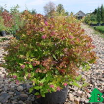 Спирея японская "Литл Принц" (Spiraea japonica Little Princess)