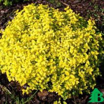 Спирея японская "Голден Карпет" (Spiraea japonica Golden Carpet)