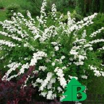 Спирея ниппонская "Сноумоунд" (Spiraea nipponica Snowmound)