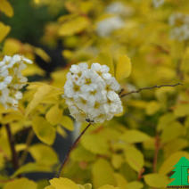 Спирея Вангутта "Голд Фонтан" (Spiraea vanhouttei Gold Foutain)